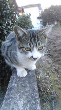 只今里親様のお宅へ行ってます。
