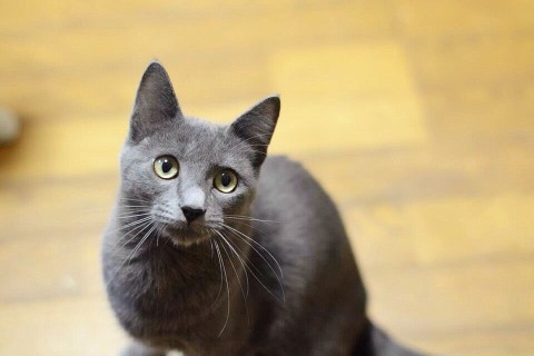 仮名は《ひかり》といいます
全