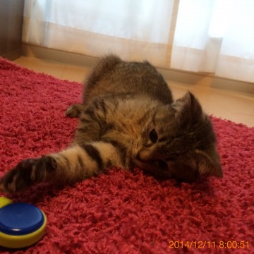 キジトラで警戒心はあるのですが、