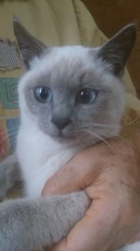 シャム猫のような感じ
目も綺麗