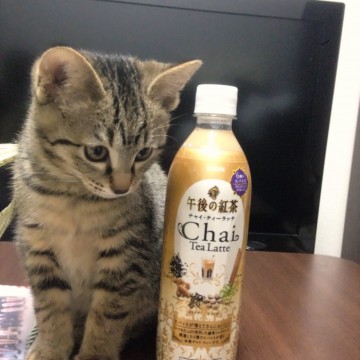 まだ子猫ですので、様々のものに興