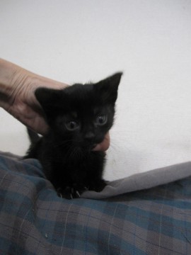 かわいい黒猫のこんぶちゃんです。