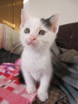 かわいい白黒のしらゆきちゃんです