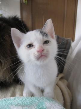 かわいい白×グレーのたけつるくん