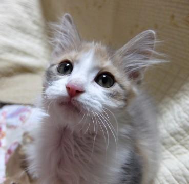 長毛種がまじっているようで、モコ