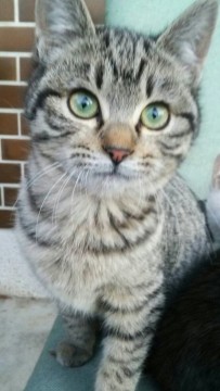キジトラです。