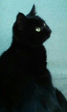 黒です。