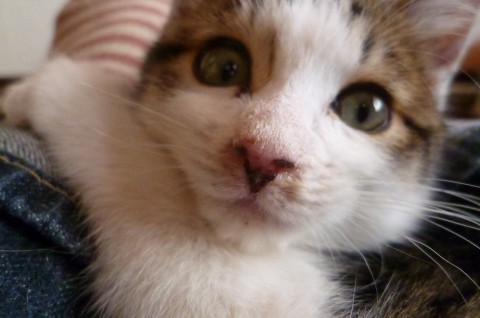 じった、とと、らんとなかよし４兄