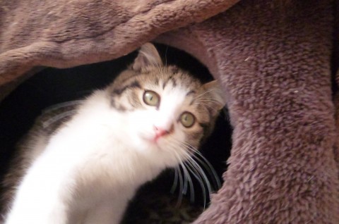 きぃ、とと、らんとなかよし４兄弟