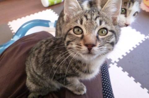 きぃ、じった、らんとなかよし４兄