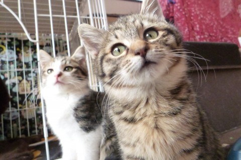 きぃ、じった、ととのなかよし4兄