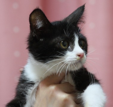 ２０１４年１０月上旬生まれ
