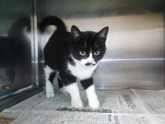 凄く甘えん坊ですりすりして来る人