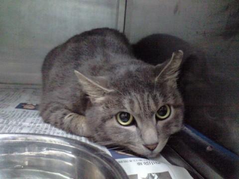 グレーで体にはあめショー柄の薄い