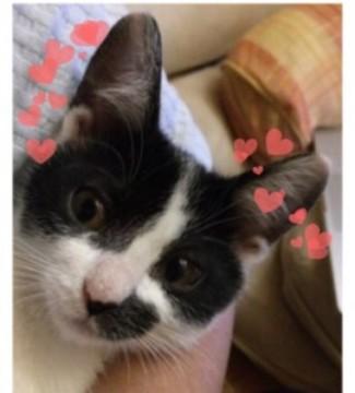 大人しく見せかけて、いたずらっ子