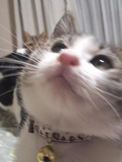 ちっちゃなノルウェージャンの様な