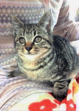 きじ猫でまんまるお眼め、とっても