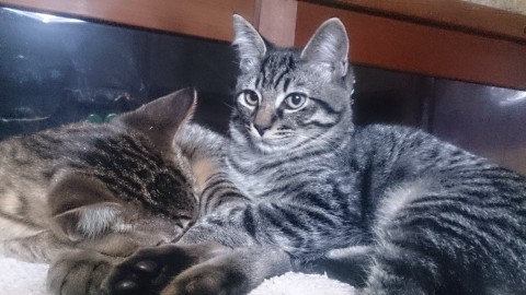 たくさんの猫達と過ごしているため