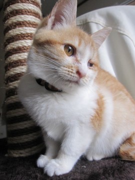 かわいい茶白のあちゃこちゃんです