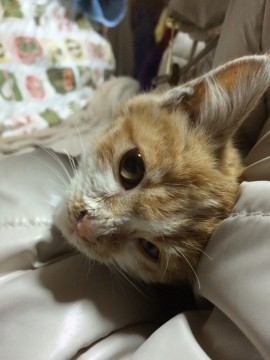 人に捨てられたようでとても人間慣