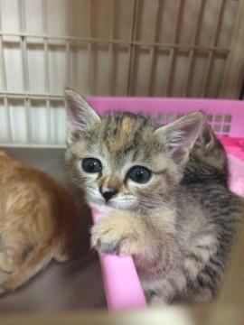 うすい色のキジトラ(?)。少し変