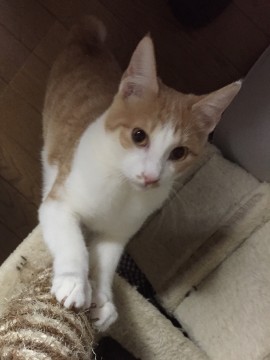 茶とらで 前足からお腹は白い。