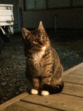 キジトラで手先と足先が白いです。