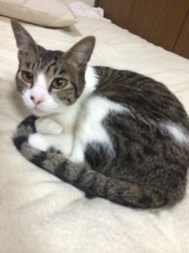 背中が キジ模様で手足やお腹は白