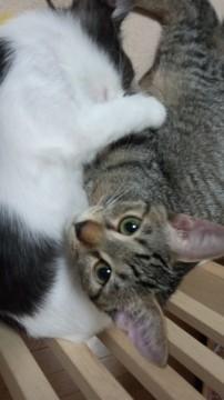 キジトラで 月齢の割には小柄です