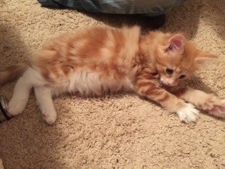 毛がふわふわしています