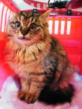 きじがらの長毛
保護したばかり