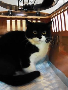 黒が顔半分を覆ったような模様のブ