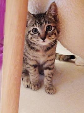 頭の模様が前髪ぱっつんっぽくみえ