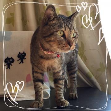 捨てられたようで、人にとてもなつ