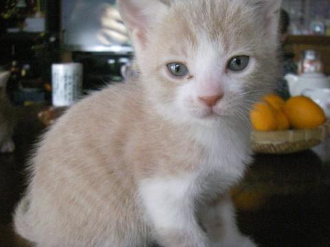 茶トラはオス猫です。
白黒のブ