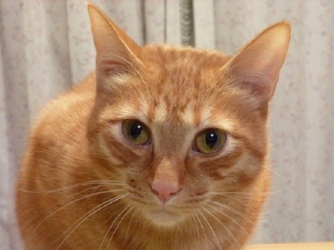 まん丸い大きなきれいな目をした、