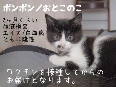 ヒゲ模様の男の子が3匹
ドロン