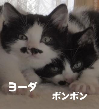 ヒゲ模様の男の子が3匹
ドロン