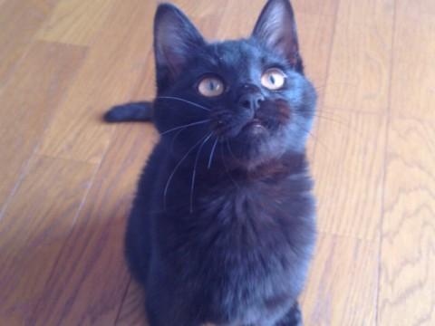 黒猫
しっぽは真っ直ぐ長いです