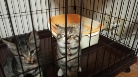 非常に元気で、人懐っこいです。そ