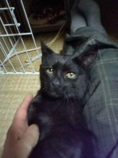 全身黒色です。
やっと、のどを