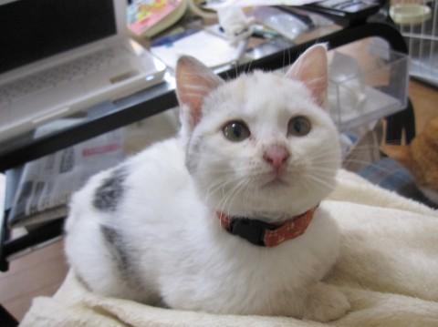 珍しいパステル三毛（ダイリュート