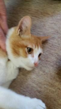 人懐っこくて可愛いです(*^^*