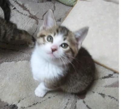 5匹の兄弟がいます
兄弟で飼っ