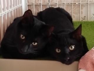 とても仲の良い兄弟です(^^)