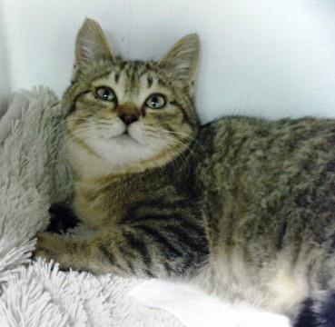 キジトラ

まだ、ねこをかぶ