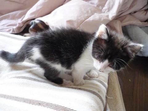 尻尾は長い黒白ちゃんです。
背