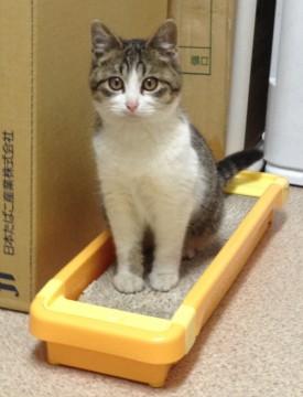 キジ白
シッポ長くてまっすぐ。