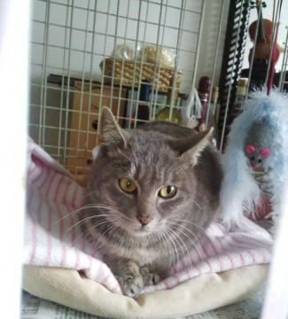 センターに持ち込まれてまだ４日し