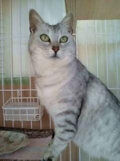 アメショミックスのような、白に近